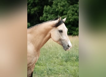 American Quarter Horse, Gelding, 5 years, Buckskin
