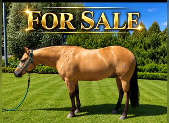American Quarter Horse, Gelding, 5 years, Buckskin