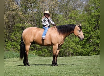 American Quarter Horse, Gelding, 5 years, Buckskin