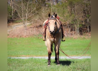 American Quarter Horse, Gelding, 5 years, Buckskin