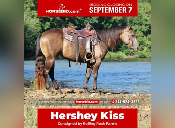 American Quarter Horse, Gelding, 5 years, Buckskin
