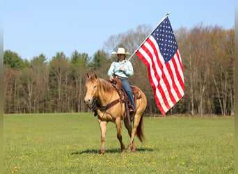 American Quarter Horse, Gelding, 5 years, Champagne
