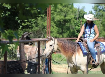 American Quarter Horse, Gelding, 5 years, Champagne