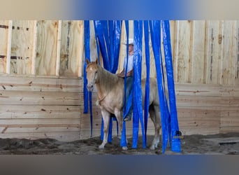American Quarter Horse, Gelding, 5 years, Champagne