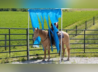 American Quarter Horse, Gelding, 5 years, Champagne
