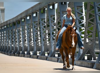 American Quarter Horse, Gelding, 5 years, Chestnut