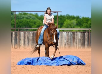 American Quarter Horse, Gelding, 5 years, Chestnut
