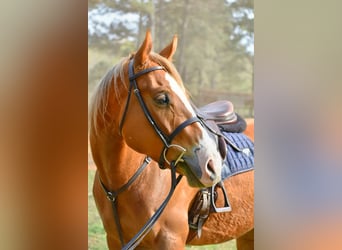 American Quarter Horse, Gelding, 5 years, Chestnut