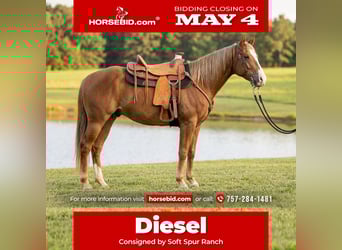 American Quarter Horse, Gelding, 5 years, Chestnut