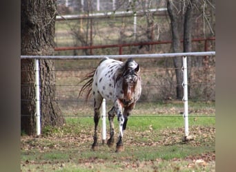 American Quarter Horse, Gelding, 5 years, Chestnut-Red