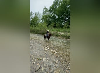 American Quarter Horse, Gelding, 5 years, Chestnut