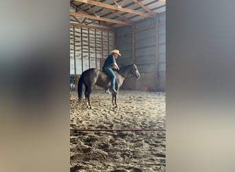 American Quarter Horse, Gelding, 5 years, Chestnut