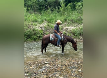 American Quarter Horse, Gelding, 5 years, Chestnut