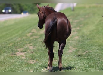 American Quarter Horse, Gelding, 5 years, Chestnut