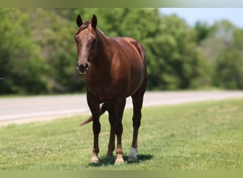 American Quarter Horse, Gelding, 5 years, Chestnut