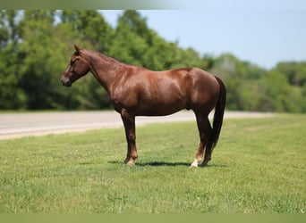 American Quarter Horse, Gelding, 5 years, Chestnut