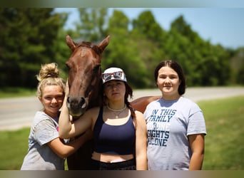 American Quarter Horse, Gelding, 5 years, Chestnut