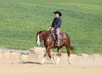 American Quarter Horse, Gelding, 5 years, Chestnut