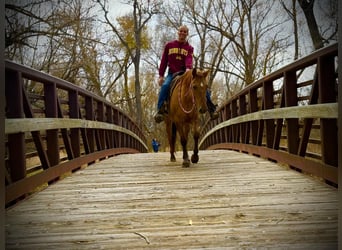 American Quarter Horse, Gelding, 5 years, Dun