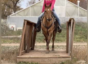American Quarter Horse, Gelding, 5 years, Dun