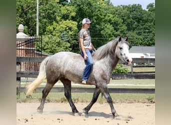American Quarter Horse, Gelding, 5 years, Gray-Dapple