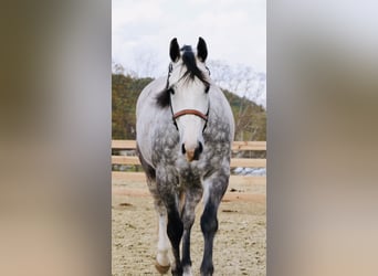 American Quarter Horse, Gelding, 5 years, Grey-Dapple