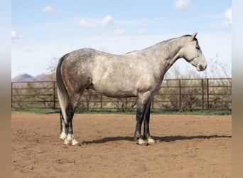 American Quarter Horse, Gelding, 5 years, Grey