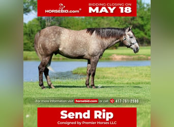 American Quarter Horse, Gelding, 5 years, Grey