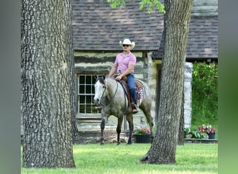American Quarter Horse, Gelding, 5 years, Grey