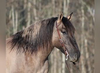 American Quarter Horse, Gelding, 5 years, Grullo