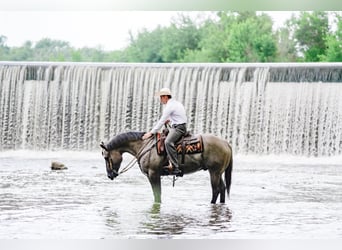 American Quarter Horse, Gelding, 5 years, Grullo