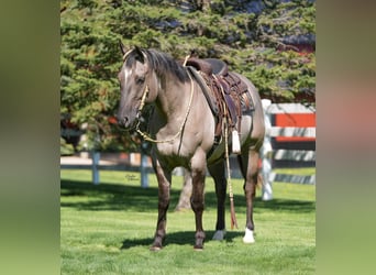 American Quarter Horse, Gelding, 5 years, Grullo