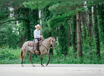 American Quarter Horse, Gelding, 5 years, Grullo
