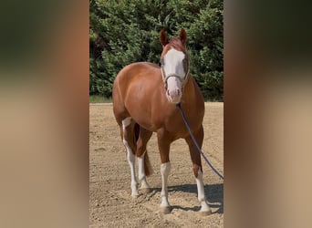 American Quarter Horse, Gelding, 5 years, Overo-all-colors