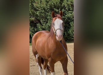 American Quarter Horse, Gelding, 5 years, Overo-all-colors