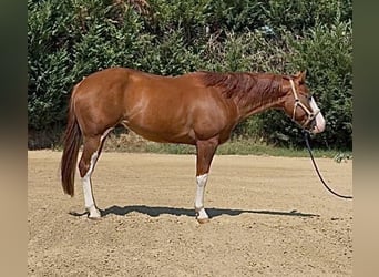 American Quarter Horse, Gelding, 5 years, Overo-all-colors