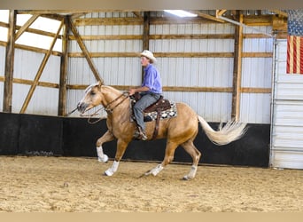 American Quarter Horse, Gelding, 5 years, Palomino