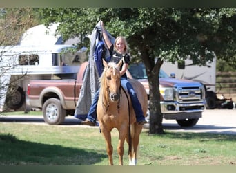 American Quarter Horse, Gelding, 5 years, Palomino