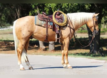 American Quarter Horse, Gelding, 5 years, Palomino