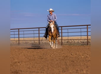 American Quarter Horse, Gelding, 5 years, Palomino
