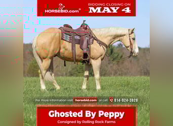 American Quarter Horse, Gelding, 5 years, Palomino