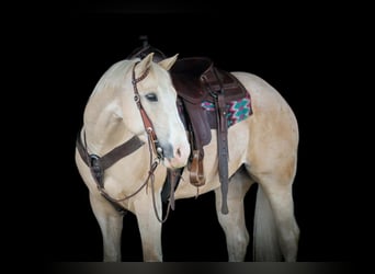 American Quarter Horse, Gelding, 5 years, Palomino