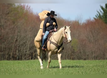 American Quarter Horse, Gelding, 5 years, Palomino