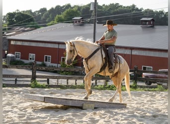 American Quarter Horse, Gelding, 5 years, Palomino
