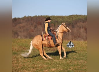American Quarter Horse, Gelding, 5 years, Palomino