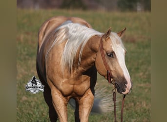 American Quarter Horse, Gelding, 5 years, Palomino