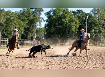 American Quarter Horse, Gelding, 5 years, Palomino