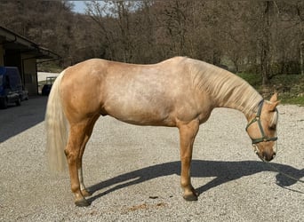 American Quarter Horse, Gelding, 5 years, Palomino