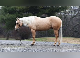 American Quarter Horse, Gelding, 5 years, Palomino