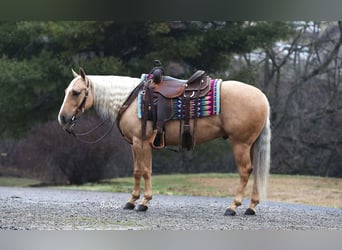 American Quarter Horse, Gelding, 5 years, Palomino